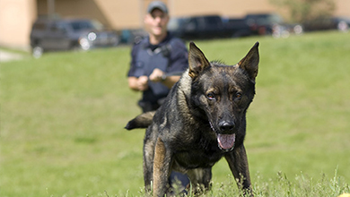 Maîtres-chiens des Services cynophiles et son chien