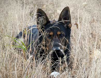 Police dog hiding in long grass