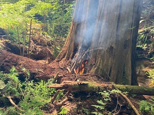 fire burning inside the base of a hollowed out cedar tree