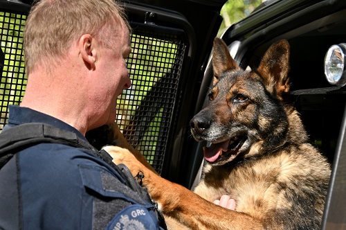 Le chien de police Eli de la GRC est à la porte de la voiture de police et met sa patte sur la poitrine de son maître-chien. Eli est prêt à travailler.