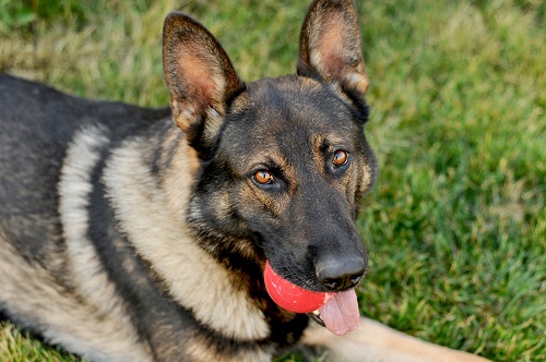 Le chien de police Eli de la GRC est assis sur l’herbe avec une balle orange dans la gueule.
