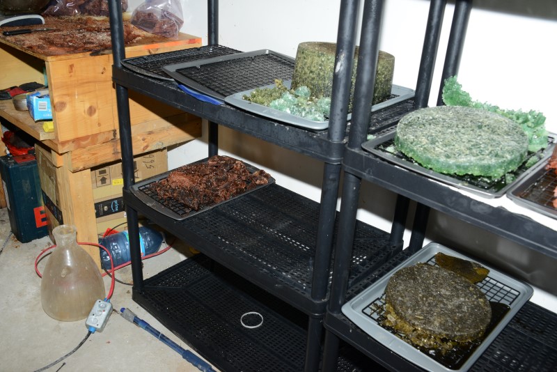 MDMA of different colors on trays laid out on shelving to dry