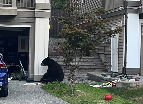 Un ours mange des ordures dans un garage dont la porte est ouverte