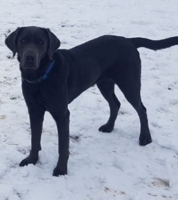 a black lab dog standing