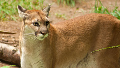 Cougar