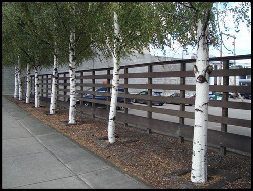 Image de quelques arbres et d’une clôture; une conception respectant les principes de prévention du crime par l’aménagement du milieu