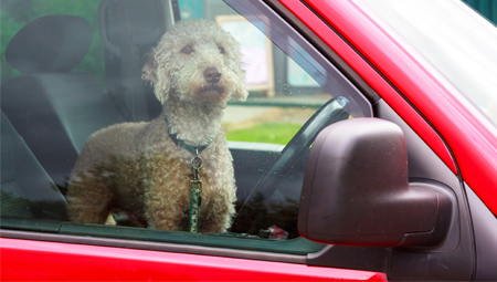 Dog in parked car with window rolled up