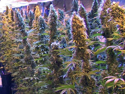 Image showing marijuana plants in a grow-op