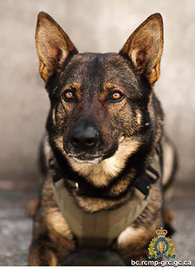 Photo of Police Service Dog Gator
