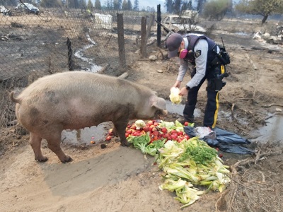 Cst. Walsh feeding large pig fresh produce