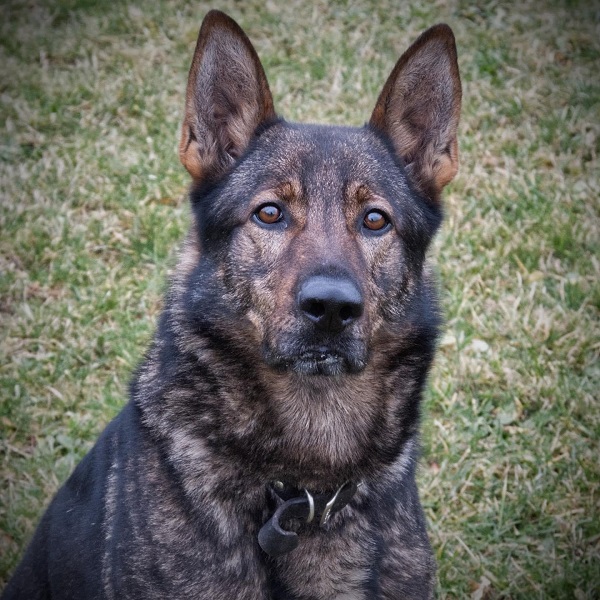 police service dog Jammer