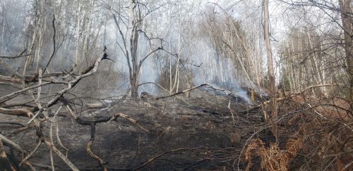 Forest area of trees burned and damaged by fires.
