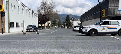 Photo d'une voiture de police accompagnant des bernaches du Canada