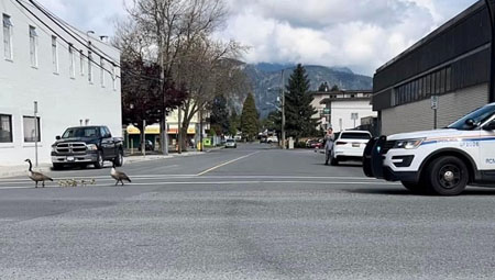 photo d’une voiture de police accompagnant des bernaches du Canada