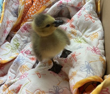 A baby gosling on a blanket.