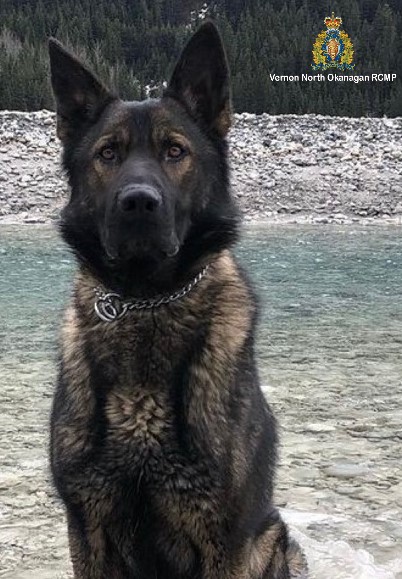 BC RCMP - Police Canine Nabs Break And Enter Suspect