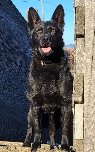 Neeka, a black police dog standing between a wooden structure