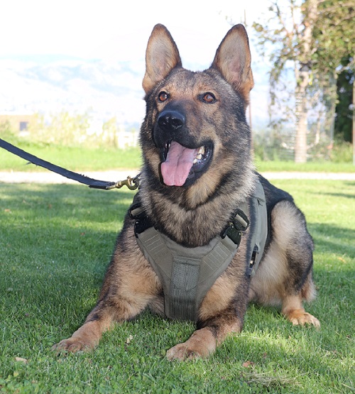 Mako is a German shepherd police service dog 