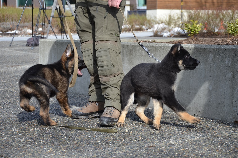 Photo of police dog puppies Rev and Rip