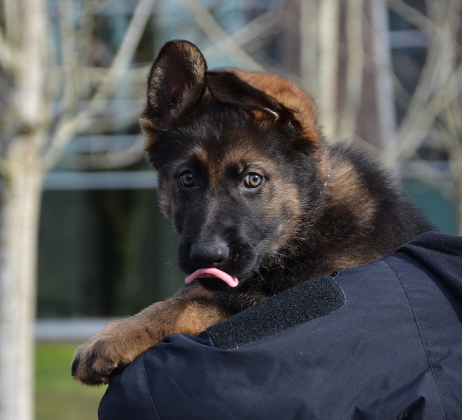 Photo of police dog puppy Rip