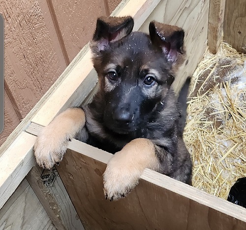 Rani, Fort St John RCMP puppy in training, with her paws up on a ledge