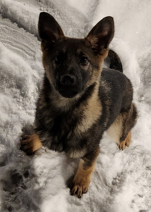 Rani German Shepherd playing in the snow, looking up at the camera