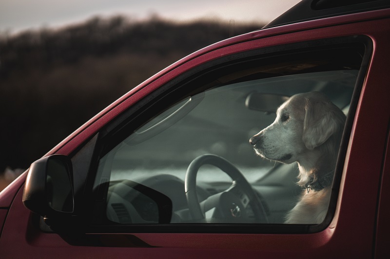 Stock image of dog sitting in the front seat of a red vehicle