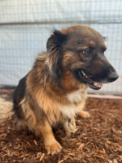 Three-Legged dog rescued by RCMP officers.