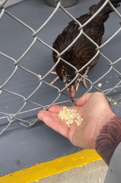 Officer feeding chicken