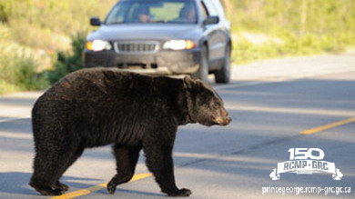 Photo of a bear crossing a road in front of a car