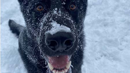 : Police service dog Porter is a German Shepard and is black. He is standing in the snow and his nose is covered in snow.